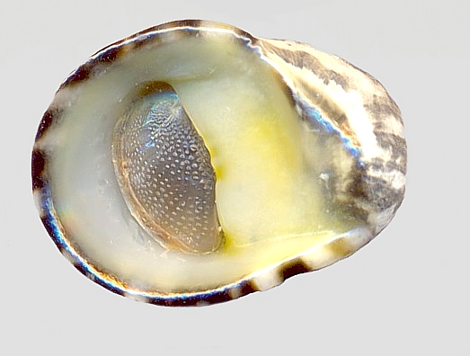 altre gasteropodi lessepsiani